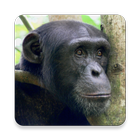 Chimpanzee Sound Collections ~ Sclip.app icône