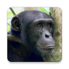 Chimpanzé Sounds ~ Sclip.app ícone
