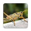 Grasshopper Sound Collections 