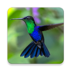 Hummingbird Sound Collections  icône