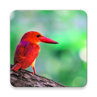 Kingfisher Bird Sound Collections ~ Sclip.app icône