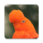 Peru Bird Sounds ~ Sclip.app biểu tượng