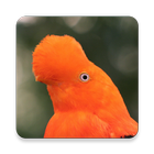 Peru-Vogel-Sounds ~ Sclip.app Zeichen
