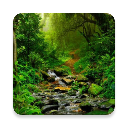 Rainforest Sound Collections ~ Sclip.app