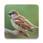 Sparrow Bird Sound Collections ~ Sclip.app ไอคอน