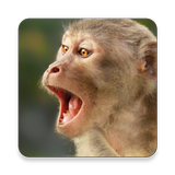 Monkey Sound Collections ~ Scl icon