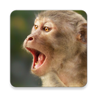 Macaco Sounds ~ Sclip.app ícone