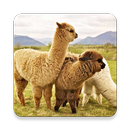 Alpaca Sound Collections ~ Sclip.app APK