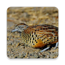 Buttonquail Bird Call Sounds ~ Sclip.app APK