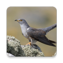 Cuckoo Bird Sound Collections  APK