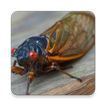 Cicada insect Sound Collection