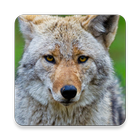 Coywolf Âm thanh ~ Sclip.app biểu tượng