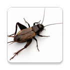 Cricket insect Sound Collectio icône