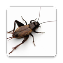 Cricket insect Sound Collectio APK