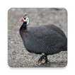 Guinea Fowl Sound Collections 