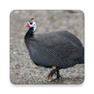 Guinea Fowl Âm thanh ~ Sclip.a