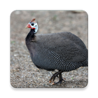 Guinea Fowl Sound Collections  icône