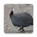 Guinea Fowl Sound Collections  APK