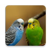 Parakeet Bird Sound Collections ~ Sclip.app