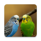 Parakeet Bird Sound Collections ~ Sclip.app icône