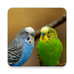 Parakeet Bird Sound Collection