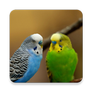 Parakeet Kuş Sesler ~ Sclip.app APK