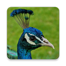 Peafowl Sound Collections ~ Sc APK