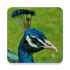 Peafowl Sound Collections ~ Sclip.app