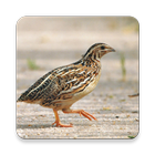 Quail Bird Sounds ~ Sclip.app আইকন