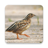 Quail Bird Sounds ~ Sclip.app icône