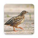 Quail Bird Sounds ~ Sclip.app APK