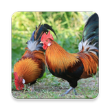 Rojo Junglefowl Sounds ~ Sclip icono