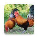 Kırmızı Junglefowl Sesler ~ Sc APK