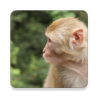 Rhesus Monkey Sound Collections ~ Sclip.app 圖標