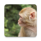 Mono Rhesus Sounds ~ Sclip.app icono