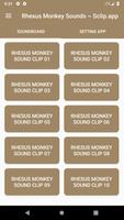 Rhesus Monkey Sound Collections ~ Sclip.app Affiche