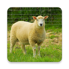 Domestic Sheep Sound Collectio icône