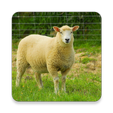 Domestic Sheep Sound Collectio icon