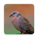 Spotted Dove Bird Sounds ~ Scl APK