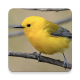Warbler Bird Sound Collections ~ Sclip.app أيقونة