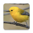 Warbler Bird Sound Collections ~ Sclip.app