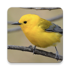 Warbler Bird Sound Collections ~ Sclip.app 图标