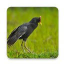 Watercock Bird Sound Collectio APK