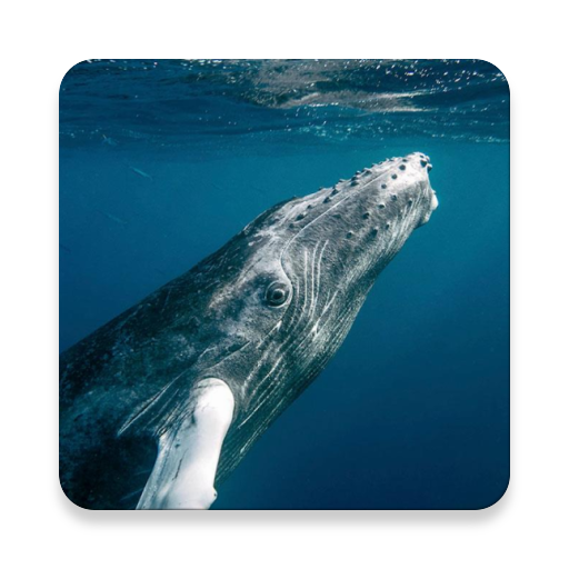 Whale Sound Collections ~ Scli