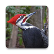 Woodpecker Bird Sounds ~ Sclip