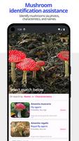 Poster App per funghi Shroomers