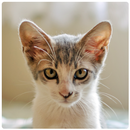 Real Cat Sounds APK