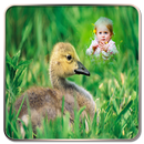 Flying Bird Photo Frame aplikacja