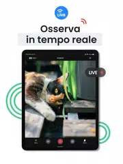 download Videocamera sicurezza: Visory XAPK