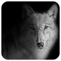 Wolf Wallpapers - Free Wolf Wallpapers Application